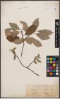 Foto von Salix caprea L.